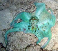Found this guy in the shallow area of the Lagoon at about Midnight.